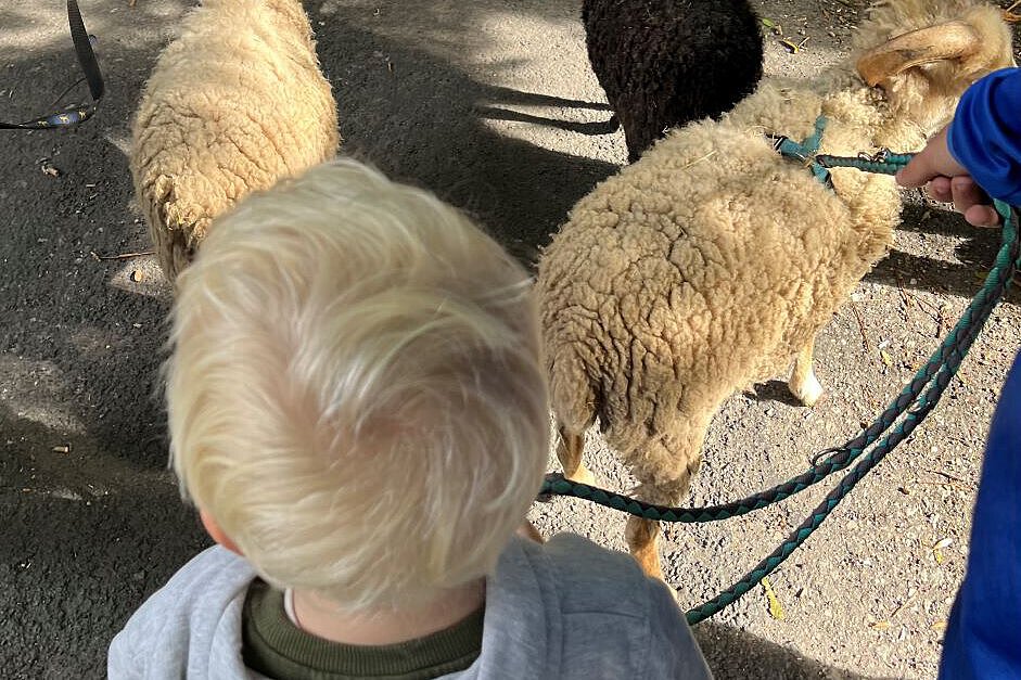 Kindergarten Burgweg Schafwanderung mit Kindern | Tiergestützte Pädagogik Kinder aus dem Kindergarten Burgweg führen mehrere Schafe an Leinen auf einem Weg während einer tiergestützten pädagogischen Aktivität im Freien.