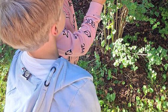 Blätter entdecken im Wald – Naturerfahrung im Kindergarten Windischholzhausen Kind hält frische grüne Blätter in der Hand auf Waldboden mit Laub